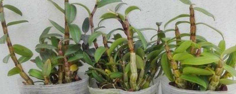 怎么养石斛，放在室外的半阴半阳的地方养护