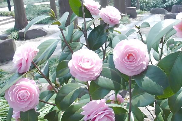 山茶花的名字由来，通过英译而来