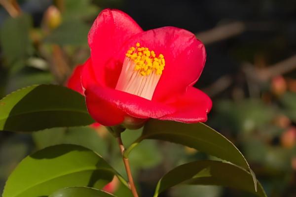 山茶花的名字由来，通过英译而来