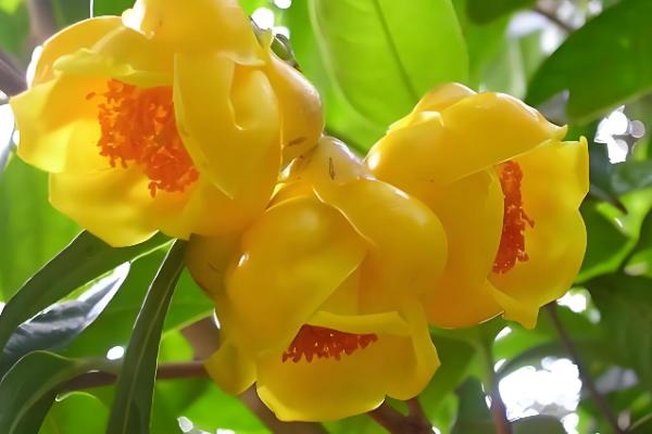 山茶花的名字由来，通过英译而来