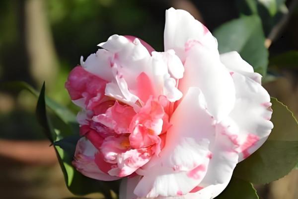 山茶花的名字由来，通过英译而来