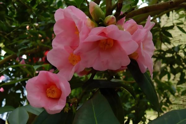 山茶花的名字由来，通过英译而来