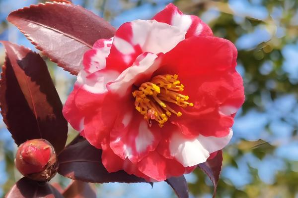 山茶花的名字由来，通过英译而来