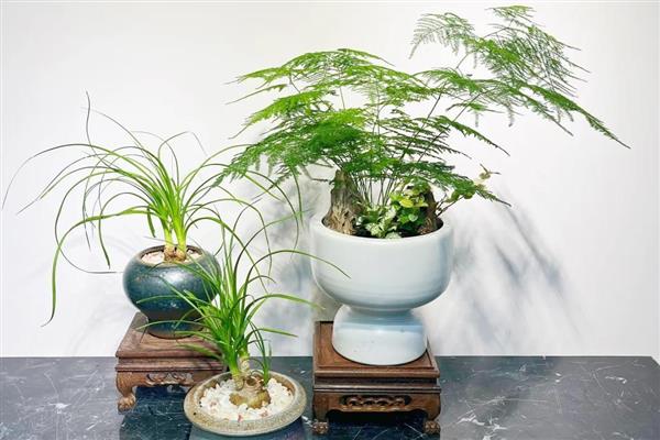 文竹夏天能不能施肥，早上或晚上施肥更合适