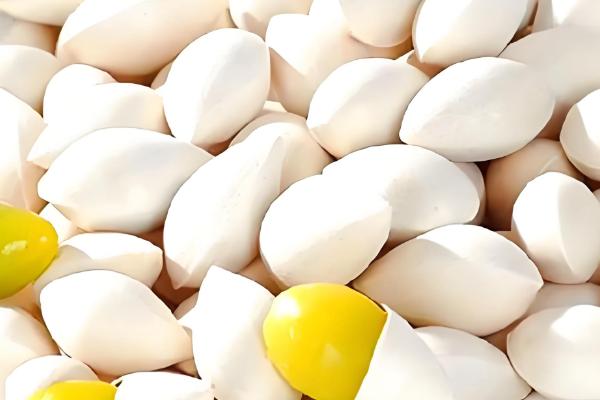 白果是哪种树的果实，白果为银杏的果实