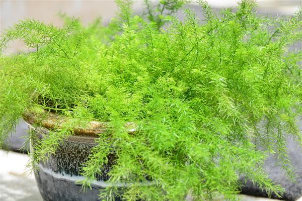 文竹夏天能不能施肥，早上或晚上施肥更合适