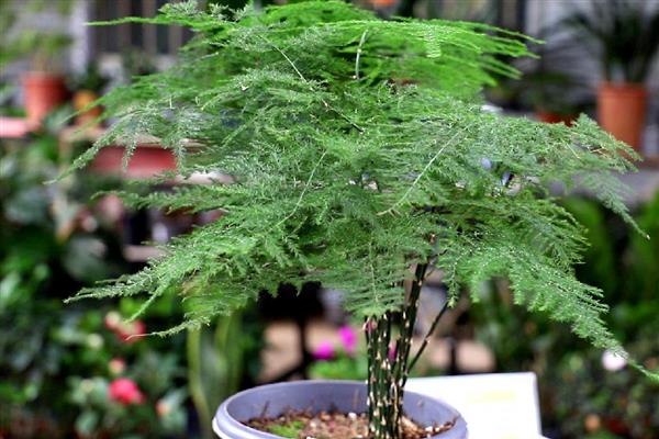 文竹夏天能不能施肥，早上或晚上施肥更合适