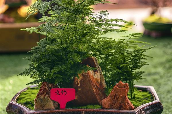 文竹夏天能不能施肥，早上或晚上施肥更合适