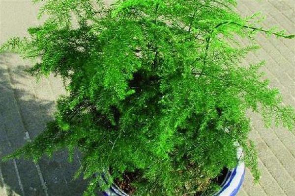 文竹夏天能不能施肥，早上或晚上施肥更合适