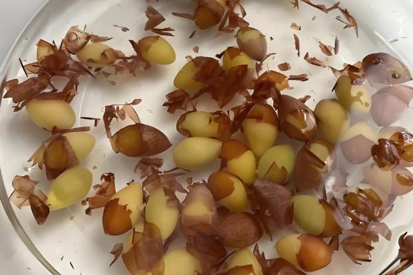 白果是哪种树的果实，白果为银杏的果实