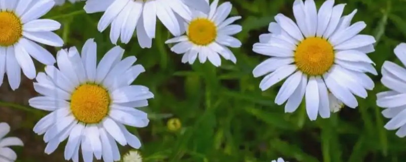 雏菊秋天会不会开花，是可以开花的