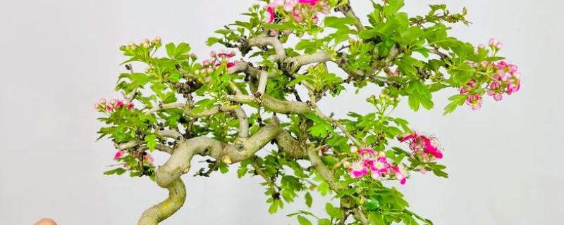 山楂树可以养在室内吗，是可以在室内养殖的