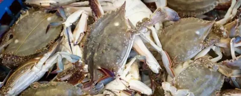 梭子蟹的养殖方式，一般在5月下旬至6月中旬放养