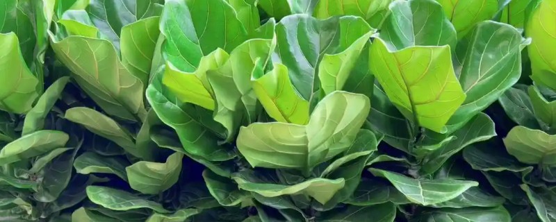 琴叶榕的扦插繁殖方法，适宜生长在疏松肥沃的土壤中