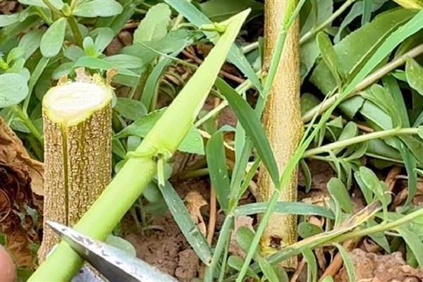 春季嫁接桃树的方法，在砧木上面切出小口再插入枝条