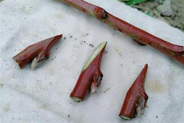 春季嫁接桃树的方法，在砧木上面切出小口再插入枝条