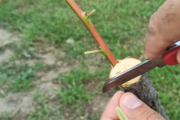 春季嫁接桃树的方法，在砧木上面切出小口再插入枝条