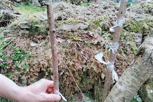春季嫁接桃树的方法，在砧木上面切出小口再插入枝条