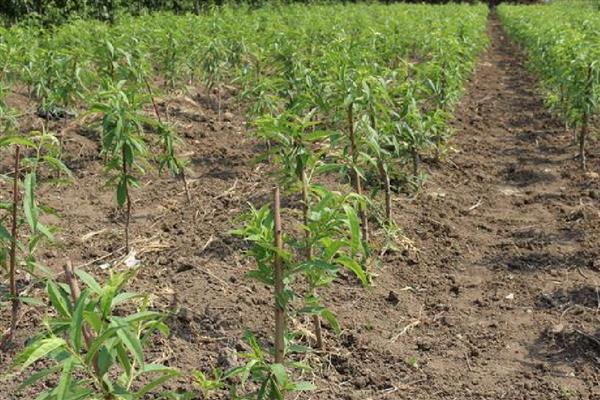 春季嫁接桃树的方法，在砧木上面切出小口再插入枝条