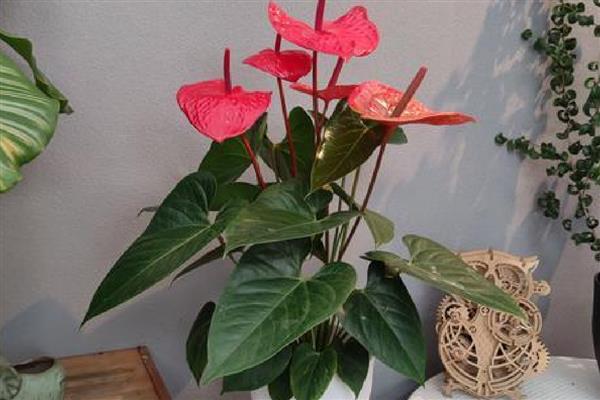 红掌花不红了变淡了的原因，可能是生长期间没有保持充足的光照