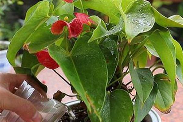 红掌花不红了变淡了的原因，可能是生长期间没有保持充足的光照