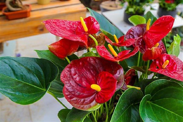 红掌花不红了变淡了的原因，可能是生长期间没有保持充足的光照