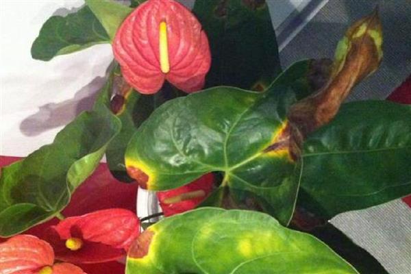 红掌花不红了变淡了的原因，可能是生长期间没有保持充足的光照