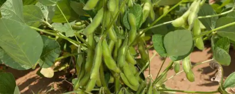 大豆植株缺氮怎么办，应及时追施氮肥