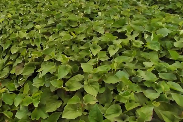 鱼腥草怎么种植，株距保持在8-10厘米