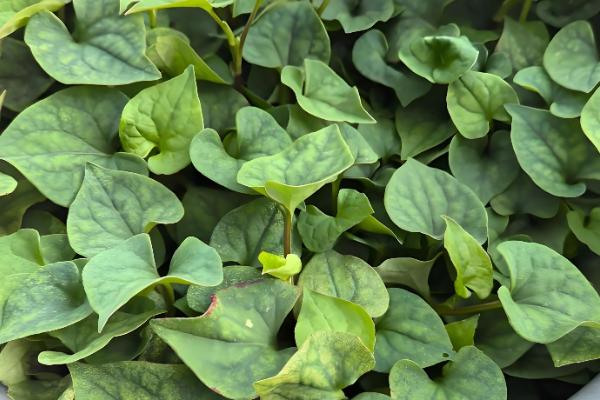 鱼腥草怎么种植，株距保持在8-10厘米