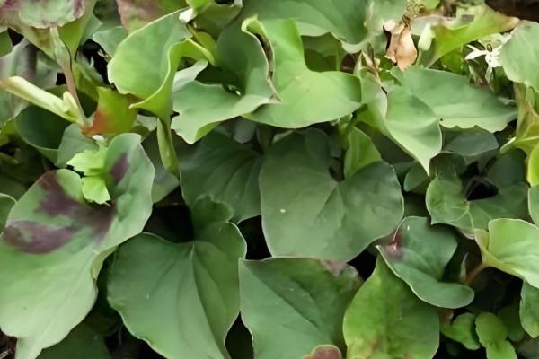 鱼腥草怎么种植，株距保持在8-10厘米