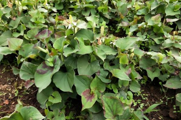 鱼腥草怎么种植，株距保持在8-10厘米