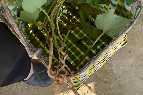 鱼腥草怎么种植，株距保持在8-10厘米