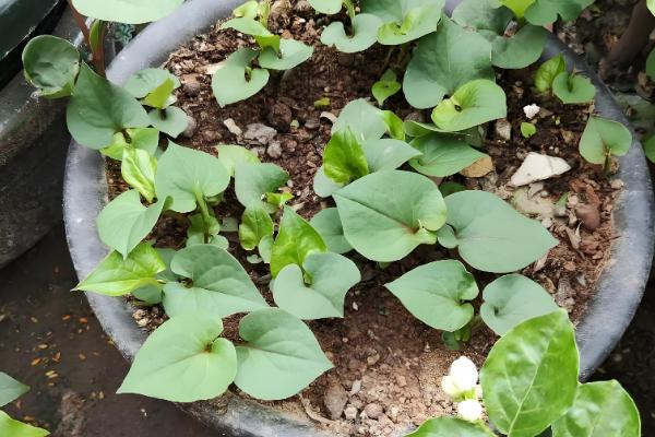 鱼腥草怎么种植，株距保持在8-10厘米