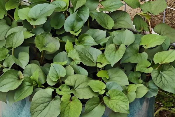 鱼腥草怎么种植，株距保持在8-10厘米