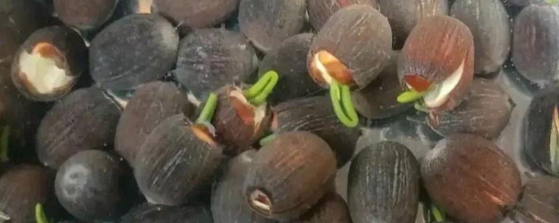 荷花种子可以在酒中生长吗，不能在酒中生长