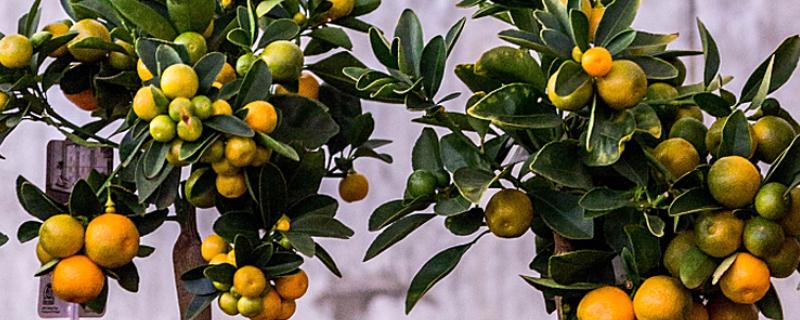 带长刺的是不是金桔树，是金桔树