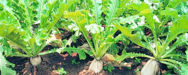 萝卜根膨大期的管理方法，土壤相对湿度70-80%