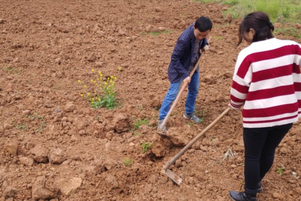 大棚茄子的种植方法,选择地势相对平坦的的种植地