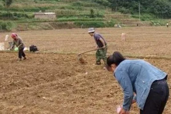 大棚茄子的种植方法,选择地势相对平坦的的种植地