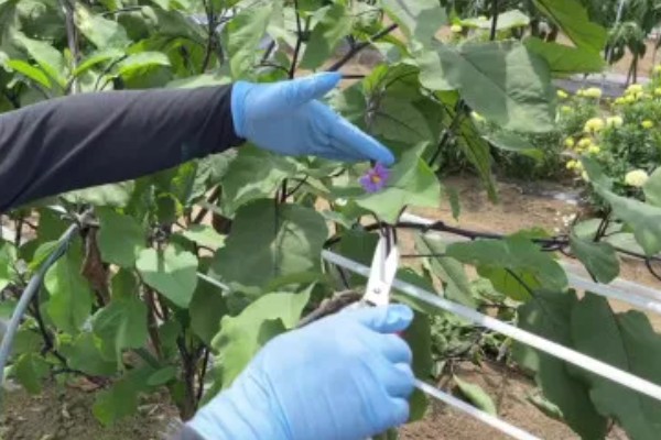 大棚茄子的种植方法,选择地势相对平坦的的种植地