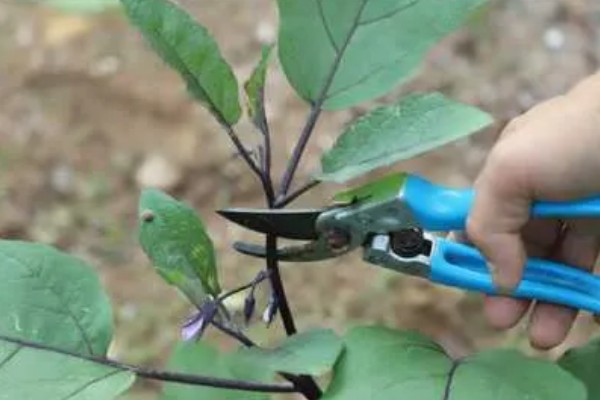 大棚茄子的种植方法,选择地势相对平坦的的种植地