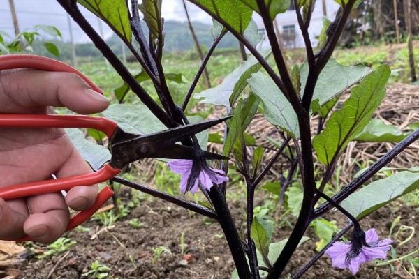 大棚茄子的种植方法,选择地势相对平坦的的种植地