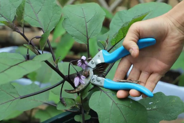 大棚茄子的种植方法,选择地势相对平坦的的种植地