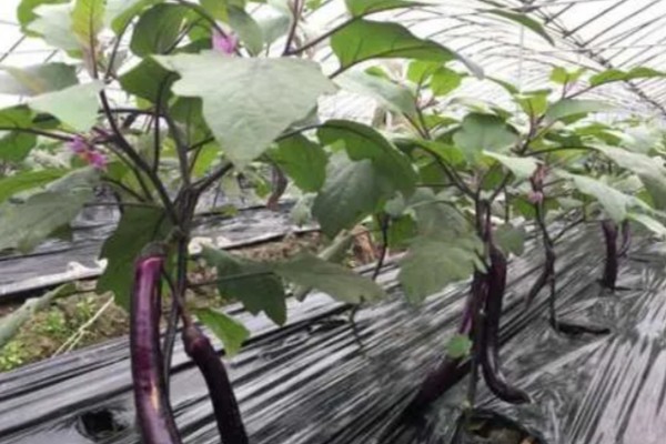 大棚茄子的种植方法,选择地势相对平坦的的种植地