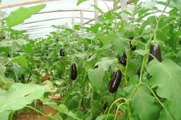 大棚茄子的种植方法,选择地势相对平坦的的种植地