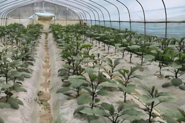 大棚茄子的种植方法,选择地势相对平坦的的种植地