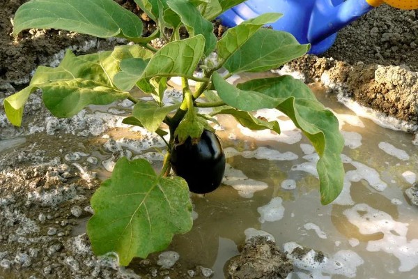 大棚茄子的种植方法,选择地势相对平坦的的种植地