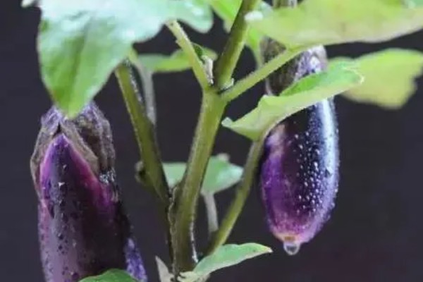 大棚茄子的种植方法,选择地势相对平坦的的种植地