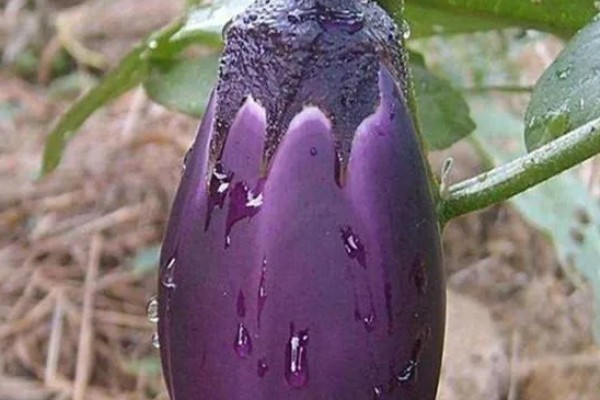 大棚茄子的种植方法,选择地势相对平坦的的种植地